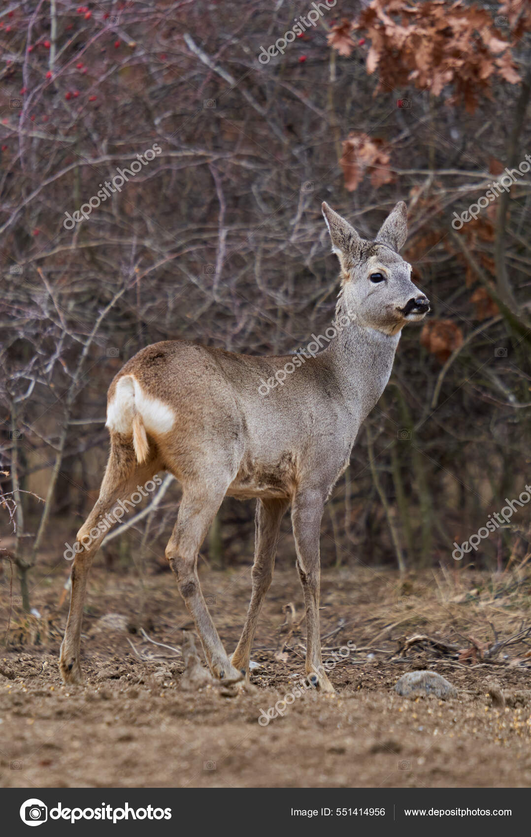 Corça na floresta capreolus capreolus corça selvagem na natureza