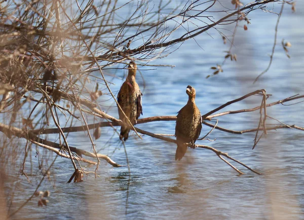 Zwei Kormorane Carbo Phalacrocorax Stehen Auf Einem Abgesenkten Ast Fluss — Stockfoto