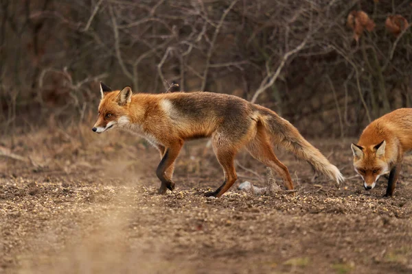 Adult Fox Foraging Food Edge Forest — Stock Photo, Image