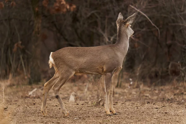 Mooi Reeën Hert Voederplaats Het Bos — Stockfoto