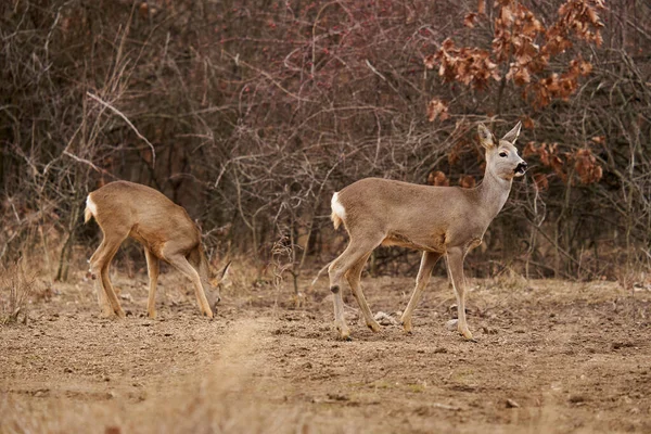 Beau Chevreuil Point Alimentation Dans Forêt — Photo