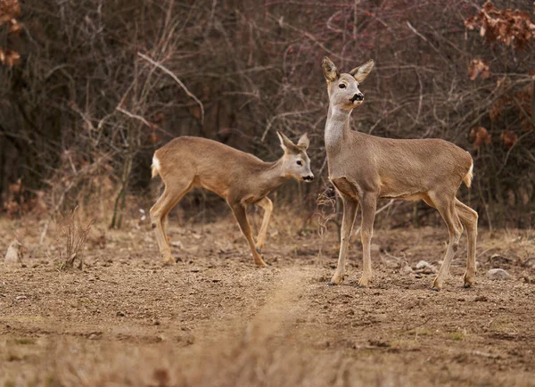 Beautiful Roe Deer Feeding Spot Forest — Stock Photo, Image