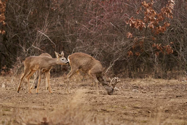 Beautiful Roe Deer Feeding Spot Forest — Stock Photo, Image