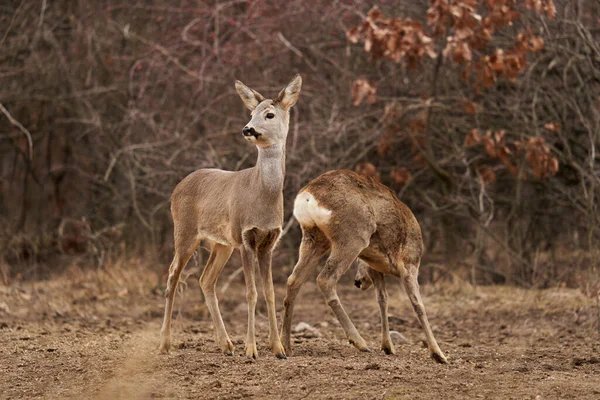 Beau Chevreuil Point Alimentation Dans Forêt — Photo