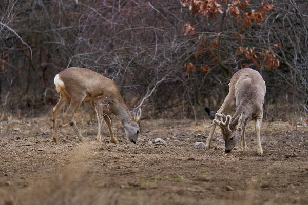 Mooi Reeën Hert Voederplaats Het Bos — Stockfoto