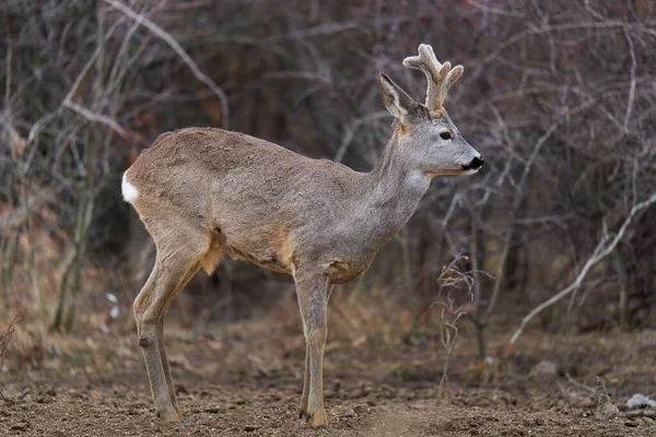 Piękny Roebuck Puszystymi Rogami Miejscu Karmienia Lesie — Zdjęcie stockowe