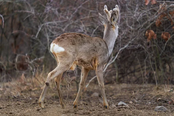 Piękny Roebuck Puszystymi Rogami Miejscu Karmienia Lesie — Zdjęcie stockowe