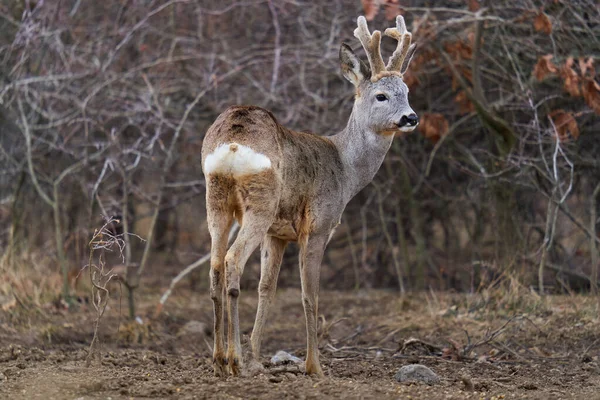 Prachtige Roebuck Met Pluizige Hoorns Voederplek Het Bos — Stockfoto