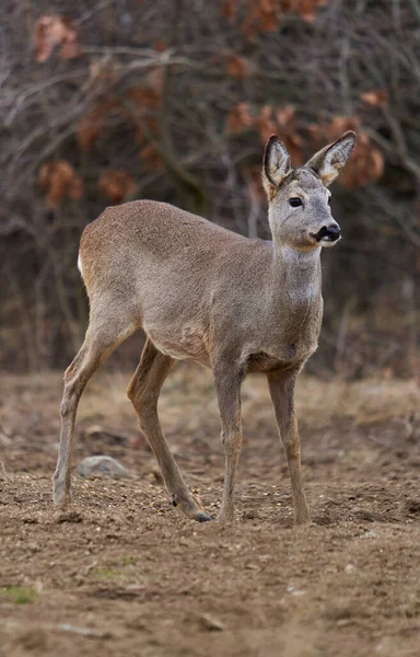 Beautiful Roe Deer Feeding Spot Forest — Stock Photo, Image