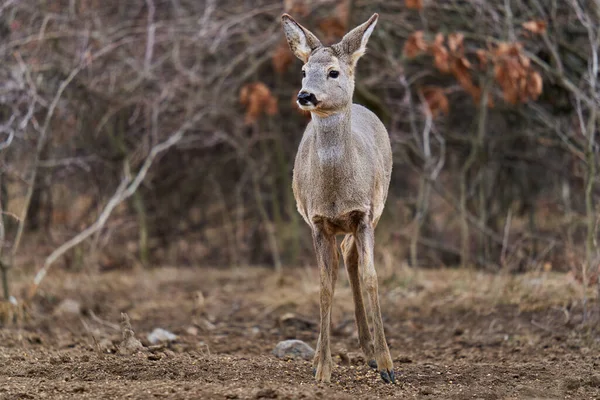 森の餌場で美しいイクラの鹿 — ストック写真