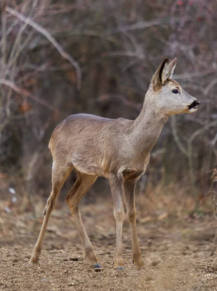 Mooi Reeën Hert Voederplaats Het Bos — Stockfoto