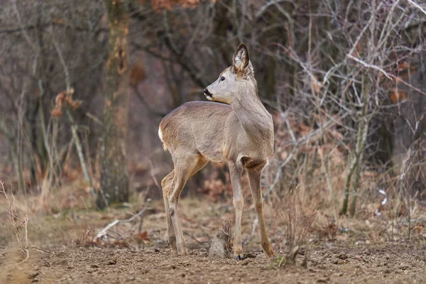 Vackra Rådjur Vid Utfodringsplatsen Skogen — Stockfoto