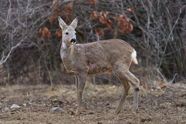森の餌場で美しいイクラの鹿 — ストック写真