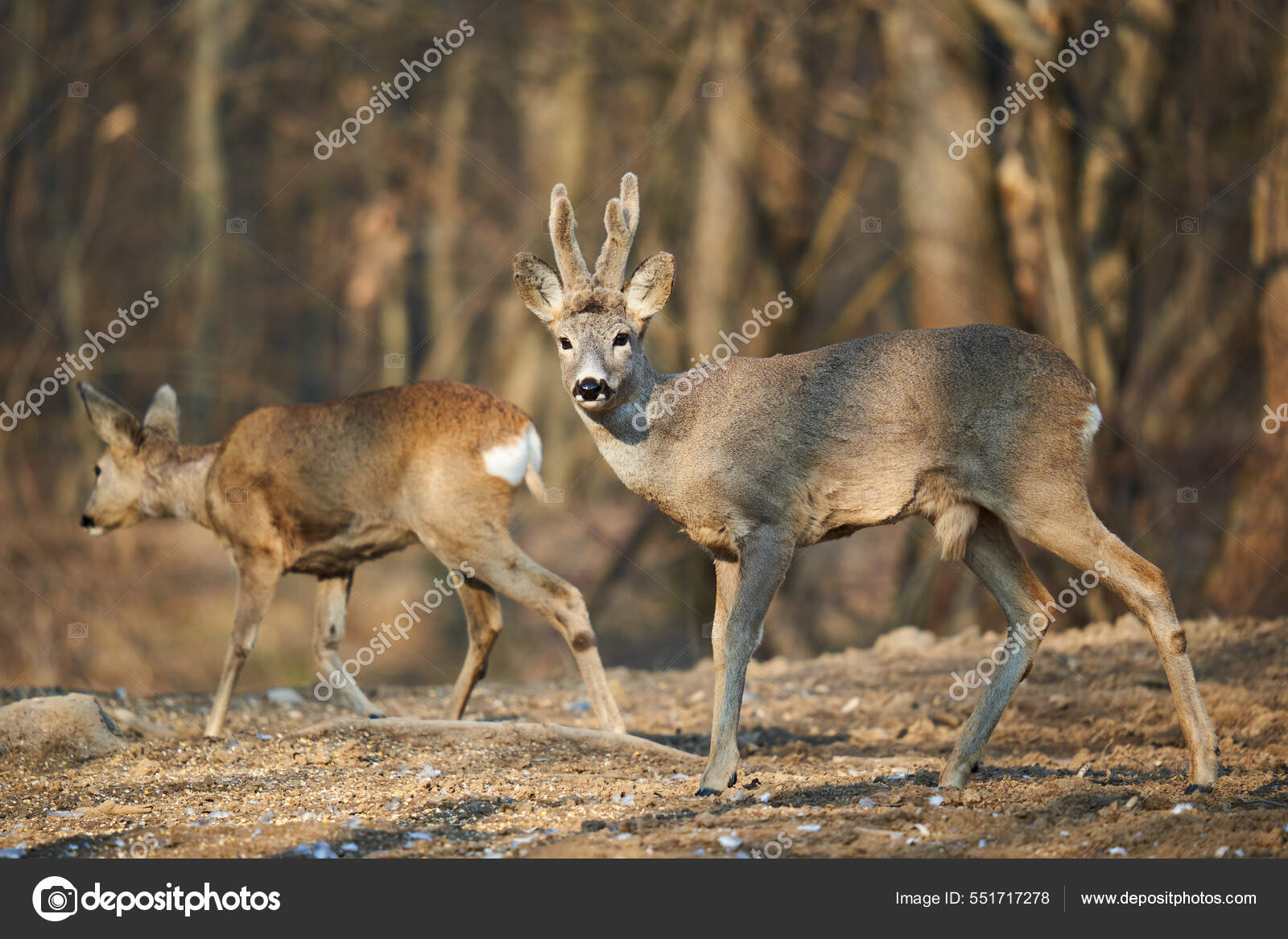 Ciervo Pareja Con Hembra Macho Roebuck Alimentándose Bosque — Foto de stock  #551717278 © Xalanx, image size:1600x1167