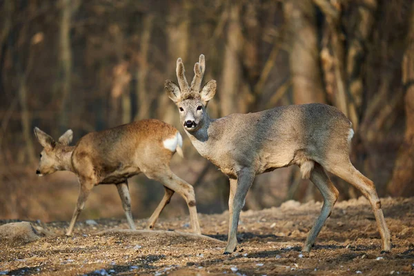 Roe Geyiği Çifti Dişi Erkek Geyiklerle Ormanda Yiyecek Arıyor — Stok fotoğraf