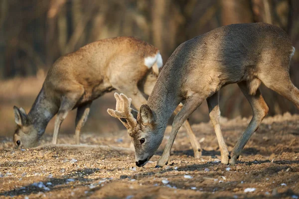 Rehwild Paar Mit Weibchen Und Rehbock Männchen Auf Nahrungssuche Wald — Stockfoto