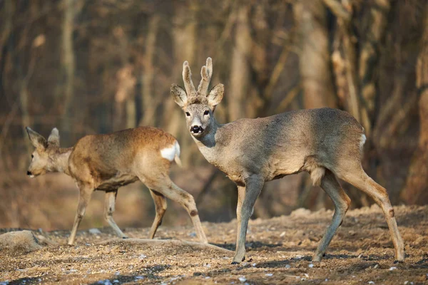 Roe Geyiği Çifti Dişi Erkek Geyiklerle Ormanda Yiyecek Arıyor — Stok fotoğraf