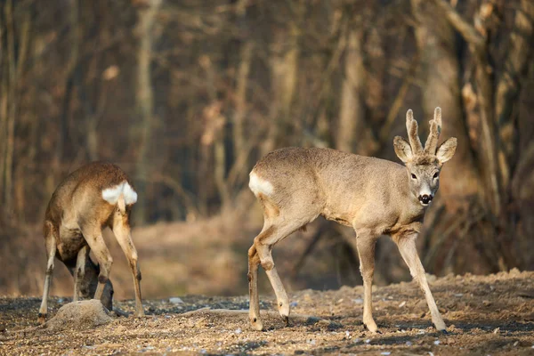 Ζευγάρι Ελαφιών Roe Θηλυκό Και Αρσενικό Roebuck Αναζήτηση Τροφής Στο — Φωτογραφία Αρχείου