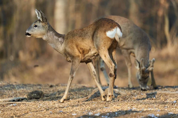 Rehwild Paar Mit Weibchen Und Rehbock Männchen Auf Nahrungssuche Wald — Stockfoto