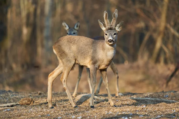 Rehwild Paar Mit Weibchen Und Rehbock Männchen Auf Nahrungssuche Wald — Stockfoto