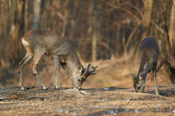 雌と雄鶏と鹿のカップル森の中で食べ物のために採餌 — ストック写真