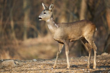 Baharın erken saatlerinde meşe ormanında güzel bir geyik yumurtası.