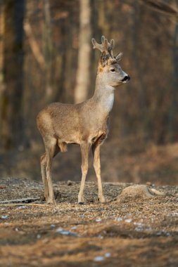 Bahar mevsiminin tüylü boynuzlarıyla gün batımında ormanda Roebuck