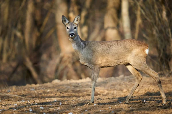 Beautiful Roe Deer Oak Forest Early Spring — Stock Photo, Image