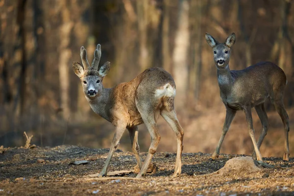 Roe Geyiği Çifti Dişi Erkek Geyiklerle Ormanda Yiyecek Arıyor — Stok fotoğraf