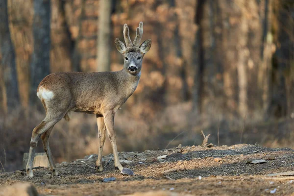 Roebuck Met Pluizige Hoorns Van Het Voorjaarsseizoen Bij Zonsondergang Het — Stockfoto