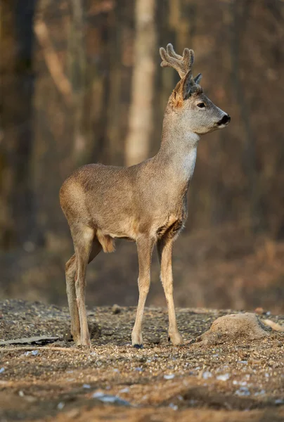 Roebuck Med Fluffiga Horn Vårsäsongen Vid Solnedgången Skogen Stockbild