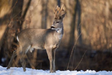 İlkbaharda ormanda, çamurlu ve karlı boynuzlu Roebuck