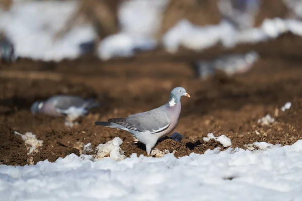 Dzikie Gołębie Wczesną Wiosną Szukają Pożywienia Śniegu — Zdjęcie stockowe
