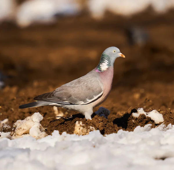 早春に野生の鳩は雪の中で食べ物を探しています — ストック写真