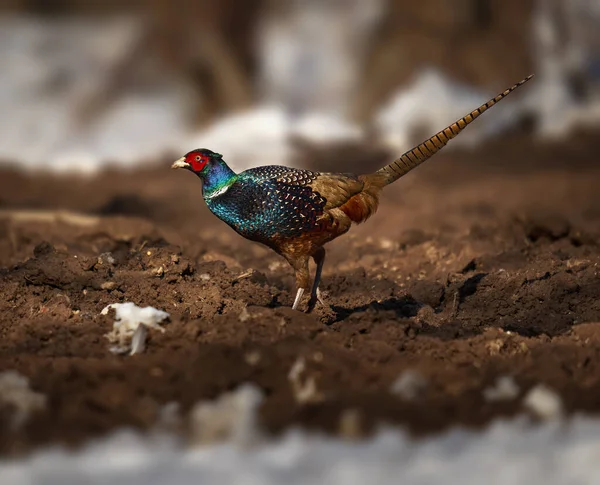 森の中で雪と泥だらけの土の中で食べ物を探すテンブロスのキジ — ストック写真