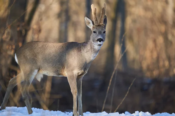 Roebuck Fluffy Horns Early Spring Forest Mud Snow — Stock Photo, Image