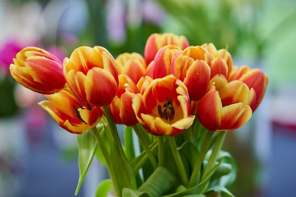 Closeup Various Tulip Flowers Floral Arrangements Park — Stock Photo, Image