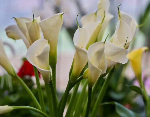 Closeup Calla Flowers Full Bloom Late Spring — Stock Photo, Image
