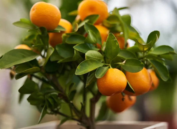 Miniatuur Mandarijn Boom Een Pot Als Huisplant Met Veel Fruit — Stockfoto