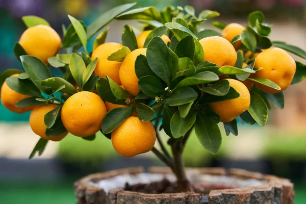 Árbol Mandarina Miniatura Maceta Como Planta Casa Con Muchos Frutos —  Fotos de Stock