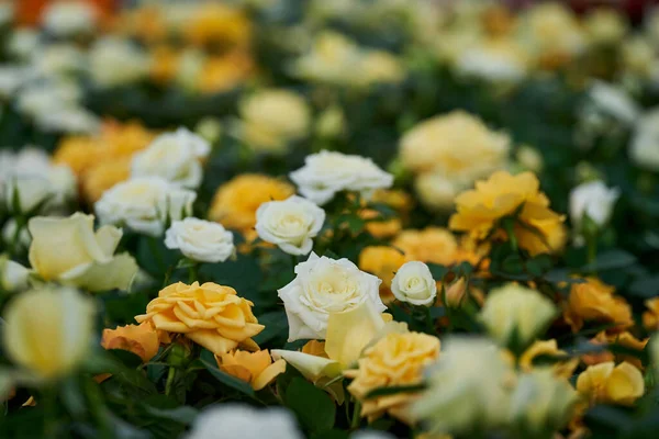 Bloemen Arrangement Met Diverse Kleurrijke Rozen Een Bloem Tuinieren Markt — Stockfoto