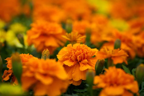 Potted Anjers Koop Bloemenmarkt Van Tuinieren — Stockfoto