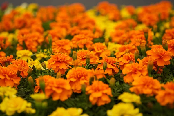 Potted Anjers Koop Bloemenmarkt Van Tuinieren — Stockfoto