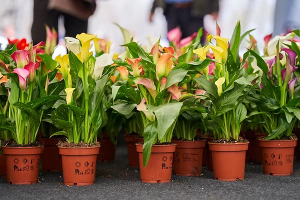 Colorful Variety Calla Flowers Pots Gardening Farmers Market — Stock Photo, Image