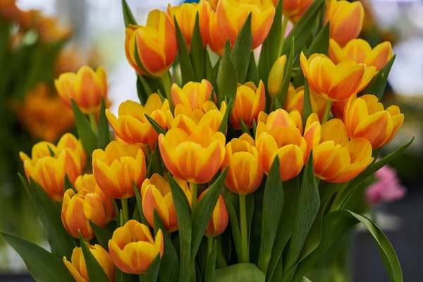 Zbliżenie Różnych Kwiatów Tulipanów Kwiatowych Kompozycji Parku — Zdjęcie stockowe