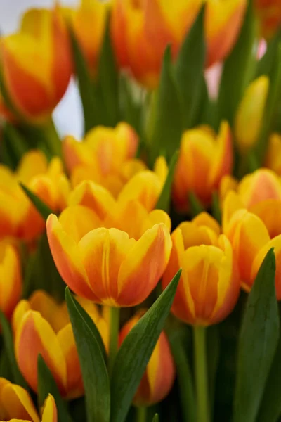 Closeup Various Tulip Flowers Floral Arrangements Park — Stock Photo, Image