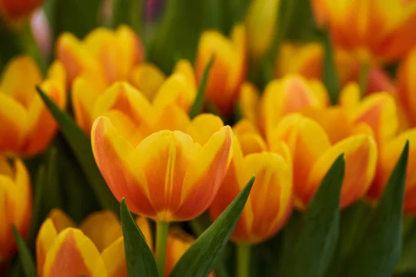 Närbild Olika Tulpanblommor Blomsterarrangemang Parken — Stockfoto
