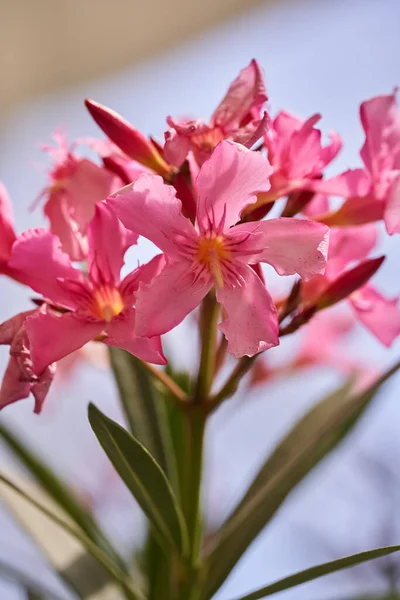 Closeup Pink Lillies Late Spring Early Summer — Stock Photo, Image