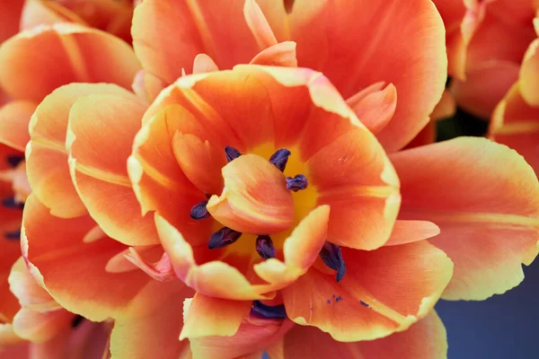 Κλείσιμο Διαφόρων Λουλουδιών Τουλίπας Ανθοσυνθέσεις Στο Πάρκο — Φωτογραφία Αρχείου