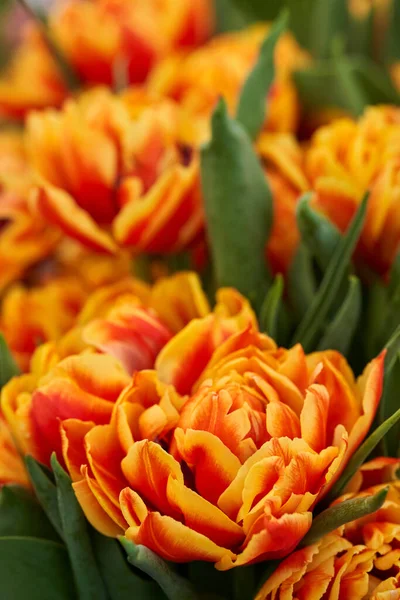 Closeup Various Tulip Flowers Floral Arrangements Park — Stock Photo, Image